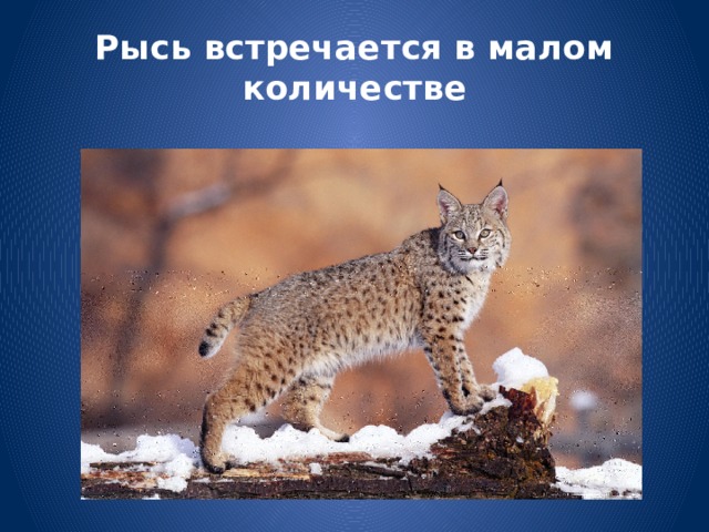 Рысь встречается в малом количестве 