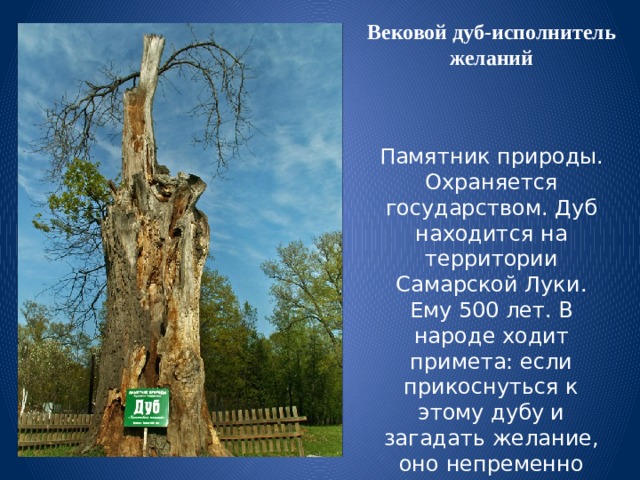 Сообщение о памятнике природы. Вековой дуб Самарской Луки. Вековой дуб в Самарской луке. Вековой дуб достопримечательность Самарской Луки. Вековой дуб Степана Разина.