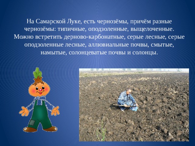 На Самарской Луке, есть чернозёмы, причём разные чернозёмы: типичные, оподзоленные, выщелоченные. Можно встретить дерново-карбонатные, серые лесные, серые оподзоленные лесные, аллювиальные почвы, смытые, намытые, солонцеватые почвы и солонцы. 