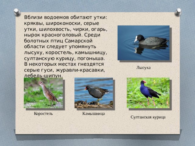 Вблизи водоемов обитают утки: кряквы, широконоски, серые утки, шилохвость, чирки, огарь, нырок красноголовый. Среди болотных птиц Самарской области следует упомянуть лысуху, коростель, камышницу, султанскую курицу, погоныша. В некоторых местах гнездятся серые гуси, журавли-красавки, лебедь-шипун. Лысуха Коростель Камышница Султанская курица 