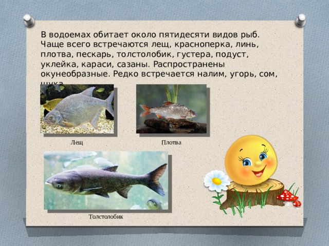 В водоемах обитает около пятидесяти видов рыб. Чаще всего встречаются лещ, красноперка, линь, плотва, пескарь, толстолобик, густера, подуст, уклейка, караси, сазаны. Распространены окунеобразные. Редко встречается налим, угорь, сом, щука. Лещ Плотва Толстолобик 