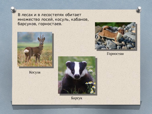 В лесах и в лесостепях обитает множество лосей, косуль, кабанов, барсуков, горностаев. Горностаи Косуля Барсук 