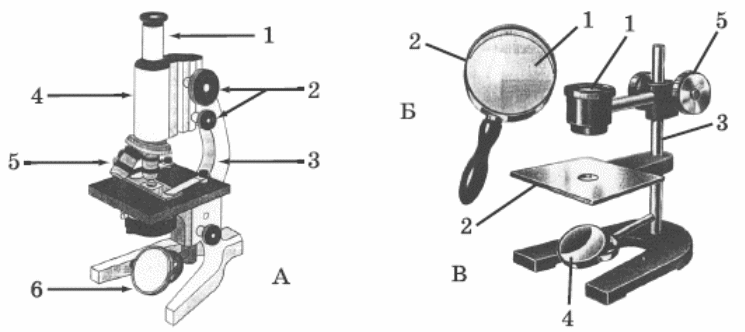 Проверочная строение микроскопа. Штативная лупа биологий 5. Строение микроскопа и штативной лупы. Увеличительные приборы 6 класс биология. Части штативной лупы биология 5 класс.