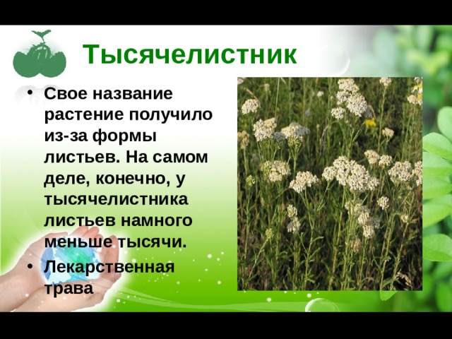 Какое растение получилось. Почему растение назвали тысячелистник. Форма листа травы тысячелистника. Растения Дона. Объясни почему так назвали растения тысячелистник.