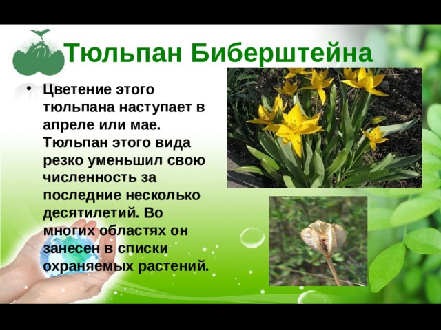 Тюльпан биберштейна фото и описание