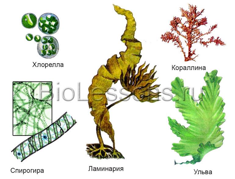 Водоросли не расчленены на. Многоклеточные зеленые водоросли. Многоклеточные зеленые водоросли Ульва. Многообразия водорослей Ульва. Ульва водоросль размножение.