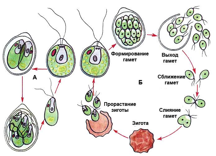 Схема размножения хламидомонады биология 5 класс