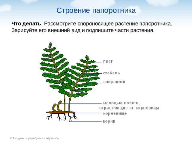 Строение папоротника рисунок с подписями