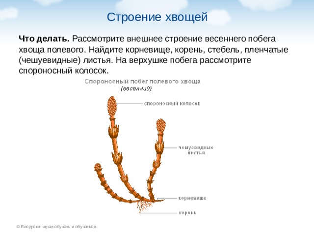 Внешнее строение хвоща. Спороносный колосок хвоща. Спороносный побег хвоща. Спороносный колосок хвоща полевого. Весенний побег хвоща строение.