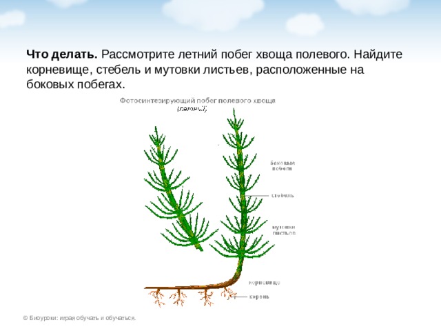 Хвощ рисунок с подписями строение