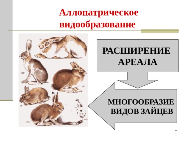 Аллопатрическое видообразование РАСШИРЕНИЕ АРЕАЛА МНОГООБРАЗИЕ ВИДОВ ЗАЙЦЕВ  