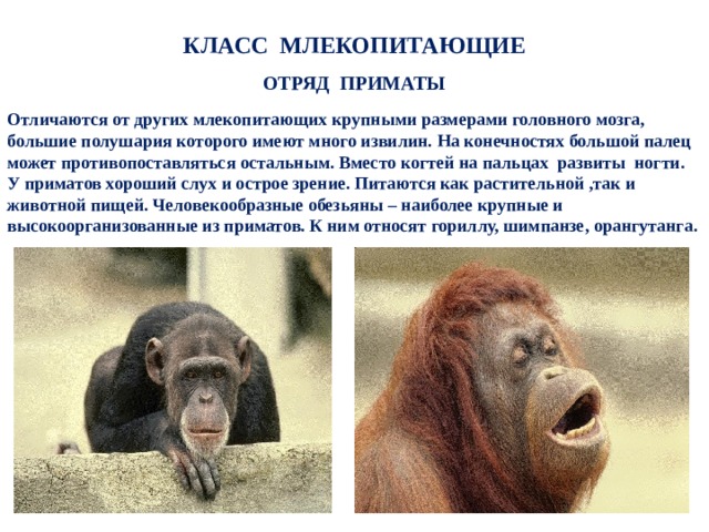 Презентация по биологии 7 класс высшие или плацентарные звери приматы