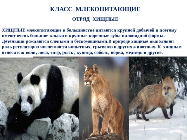 Хищные млекопитающие презентация 7 класс