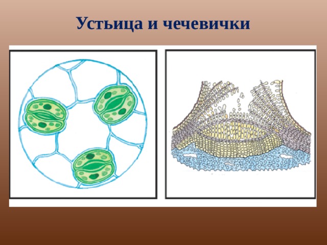 Строение устьица рисунок с подписями