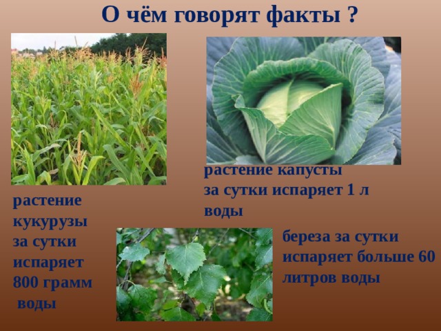О чём говорят факты ? растение капусты за сутки испаряет 1 л воды растение кукурузы за сутки испаряет 800 грамм  воды береза за сутки испаряет больше 60 литров воды 
