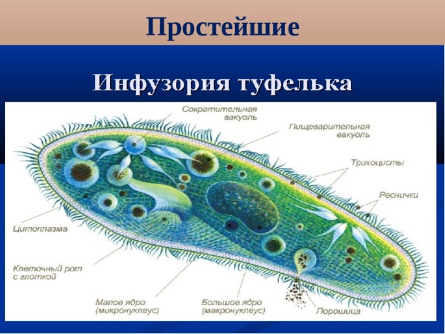 Простейшие 