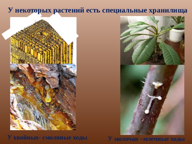 У некоторых растений есть специальные хранилища У хвойных- смоляные ходы  У молочая –млечные ходы 8 