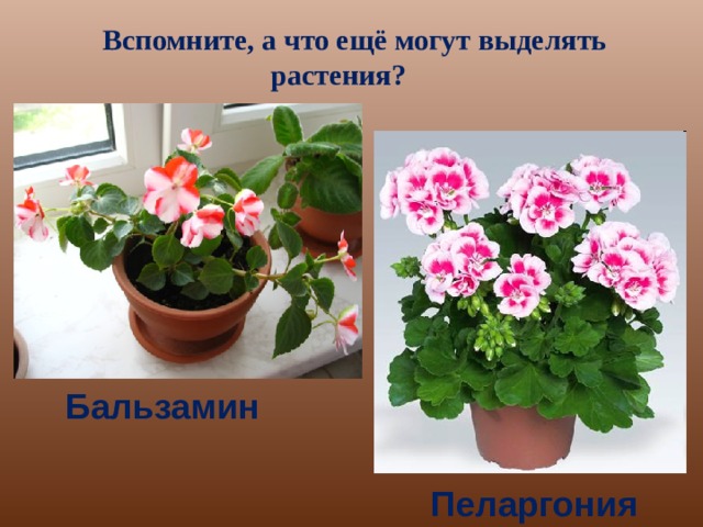 Вспомните, а что ещё могут выделять растения? Бальзамин Пеларгония 