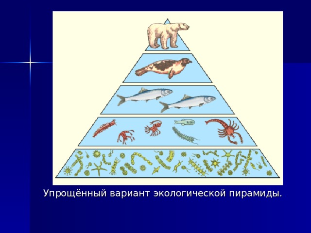 Экологические пирамиды презентация