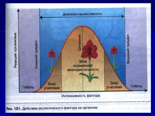 Закон оптимума презентация