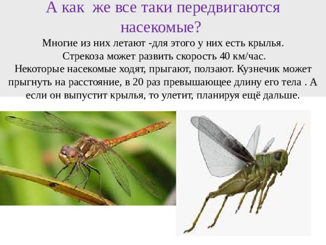 Период колебаний крыльев шмеля 5мс. Как ходят насекомые. Как передвигаются насекомые. Направление крыльев у Стрекозы.