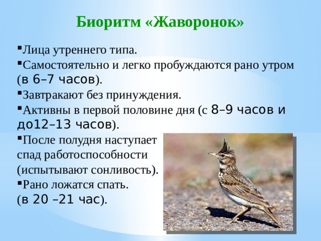 Презентация хронотипы человека