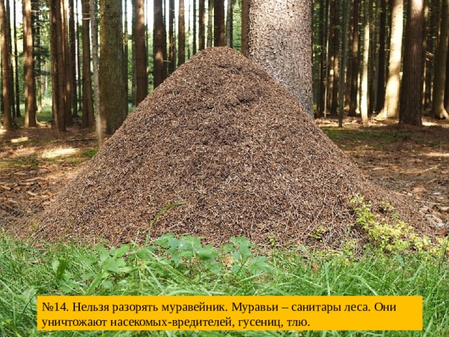 № 14. Нельзя разорять муравейник. Муравьи – санитары леса. Они уничтожают насекомых-вредителей, гусениц, тлю. 
