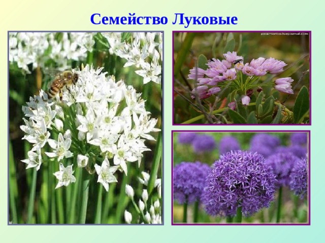 Семейство луковые презентация 6 класс
