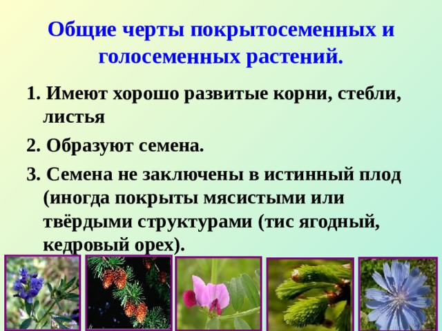 Общие черты покрытосеменных и голосеменных растений. 1. Имеют хорошо развитые корни, стебли, листья 2. Образуют семена. 3. Семена не заключены в истинный плод (иногда покрыты мясистыми или твёрдыми структурами (тис ягодный, кедровый орех).  