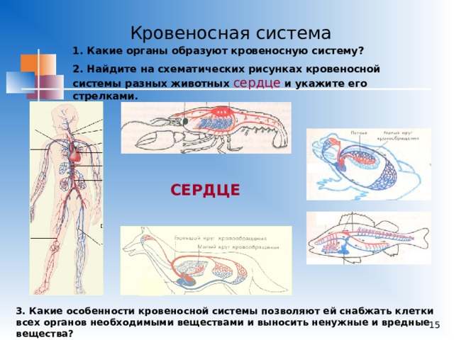 Какие функции выполняет кровеносная система человека