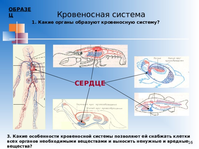 Кровеносная система органы