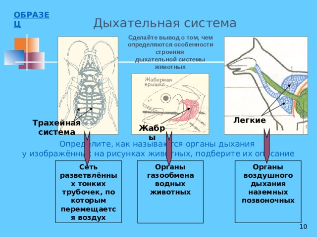 Органы дыхания животных. Строение дыхательной системы животных. Строение системы органов дыхания животных. Трахейно легочное дыхание. Дыхательная система животных презентация.