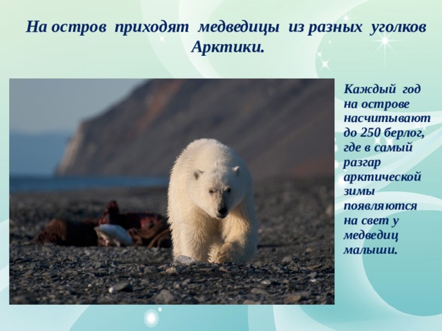 На остров приходят медведицы из разных уголков Арктики. Каждый год на острове насчитывают до 250 берлог, где в самый разгар арктической зимы появляются на свет у медведиц малыши.