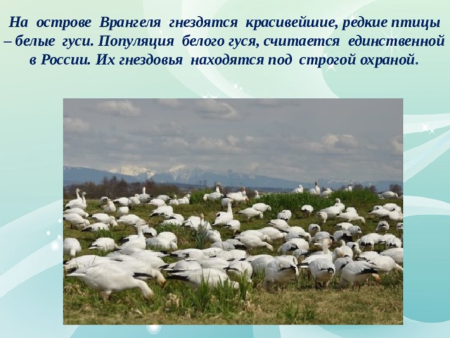 На острове Врангеля гнездятся красивейшие, редкие птицы – белые гуси. Популяция белого гуся, считается единственной в России. Их гнездовья находятся под строгой охраной .