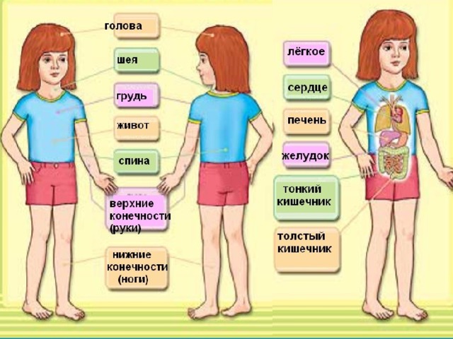 2 класс строение человека 2 класс презентация