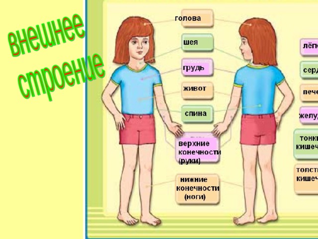 2 класс строение человека 2 класс презентация