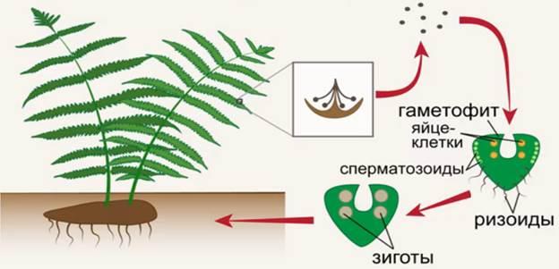 Размножение папоротников схема. Цикл папоротниковидных. Цикл папоротника схема с набором хромосом. Спорофит папоротника рисунок. Гаметофит папоротников развивается из