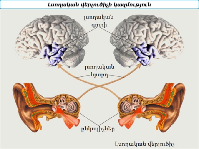 Լսողական վերլուծիչի կազմություն 