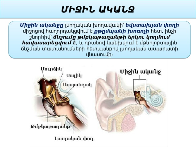 ՄԻՋԻՆ ԱԿԱՆՋ Միջին ականջը լսողական խողավակի՝ եվստախյան փողի միջոցով հաղորդակցվում է քթըմպանի խոռոչի հետ, ինչի շնորհիվ՝ ճնշումը թմբկաթաղանթի երկու կողմում հավասարեցվում է , և դրանով կանխվում է մթնոլորտային ճնշման տատանումների հետևանքով լսողական ապարատի վնասումը։ 