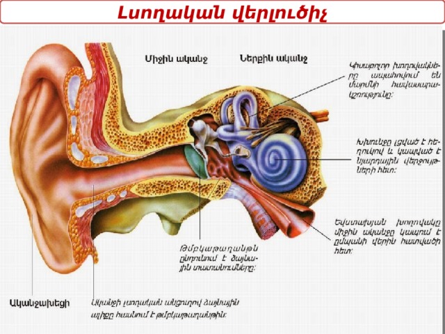 Լսողական վերլուծիչ 