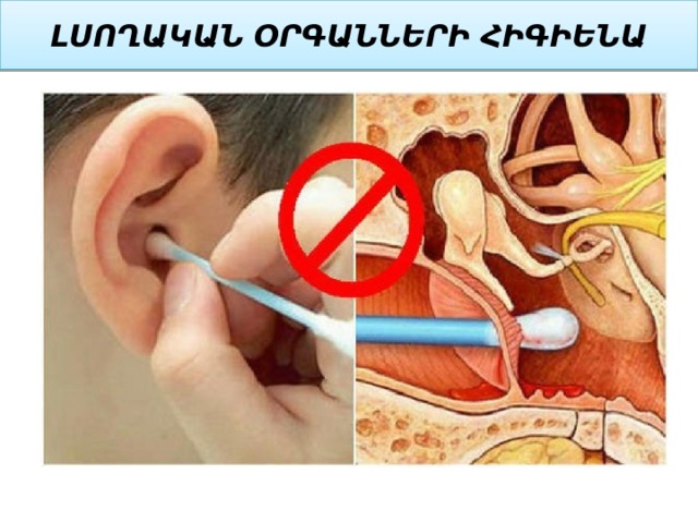 ԼՍՈՂԱԿԱՆ ՕՐԳԱՆՆԵՐԻ ՀԻԳԻԵՆԱ 