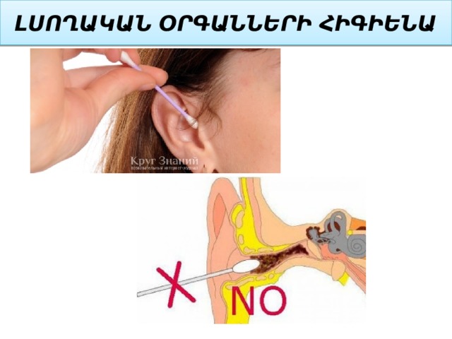 ԼՍՈՂԱԿԱՆ ՕՐԳԱՆՆԵՐԻ ՀԻԳԻԵՆԱ 