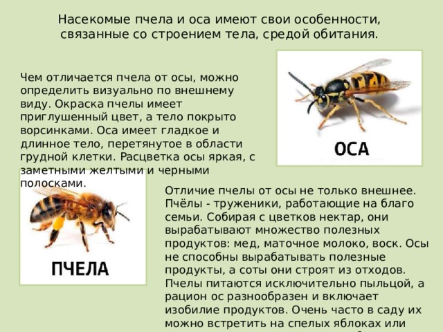 Чем отличаются осы