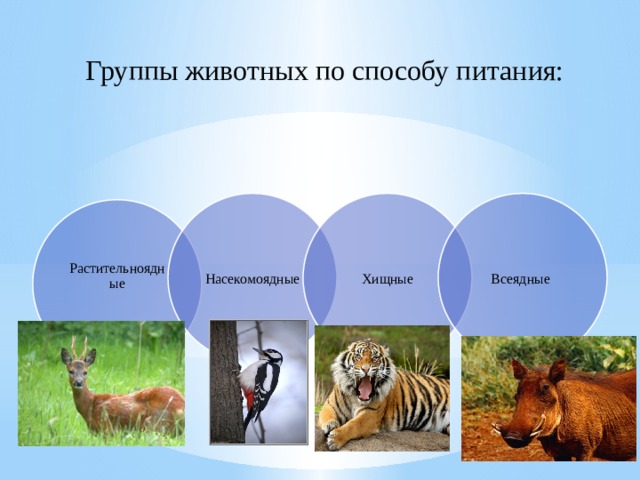 Презентация особенности размножения разных групп животных 2 класс занков