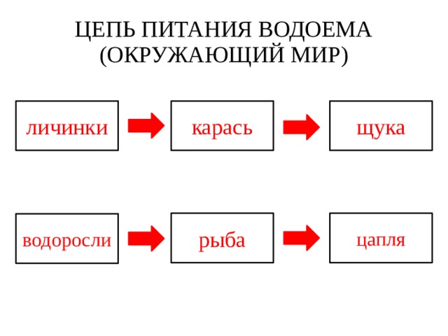 Цепь питания в водоеме