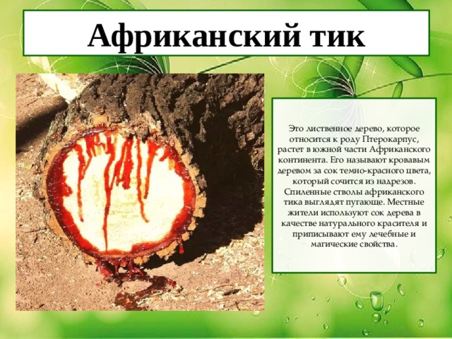 Почему плачет дерево. Африканский тик дерево. Кровоточащее дерево Африканский тик.