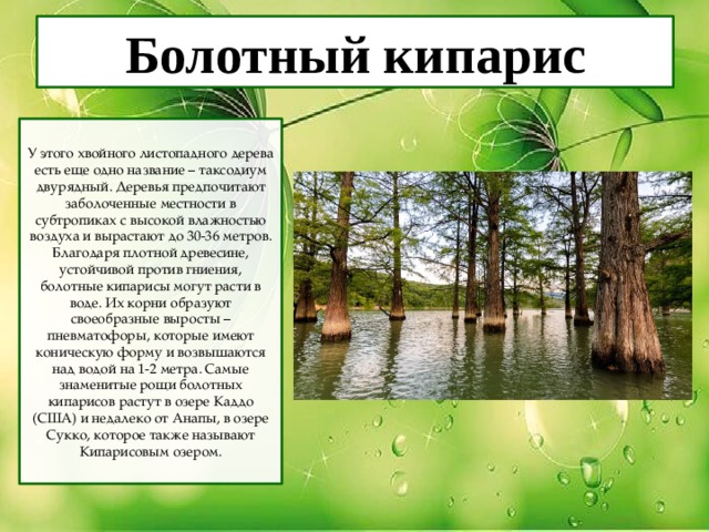 Каково биологическое значение болотного кипариса. Болотный Кипарис сколько поглощает влаги в сутки. Болотный Кипарис на белом фоне биология 6 класс.