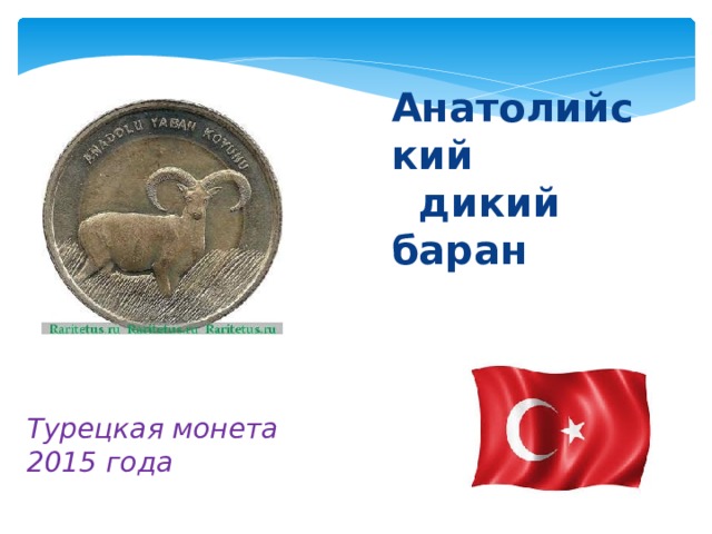 Анатолийский  дикий баран Турецкая монета 2015 года 