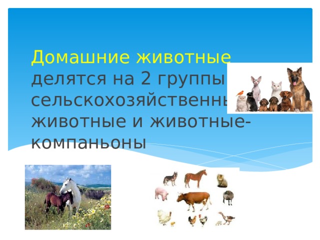   Домашние животные  делятся на 2 группы:  сельскохозяйственные животные и животные-компаньоны   