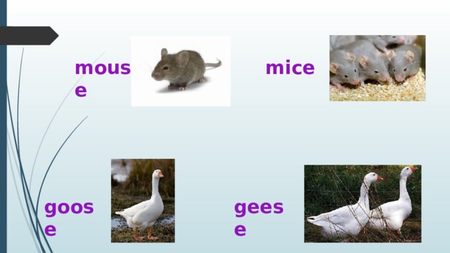 mouse mice goose geese 